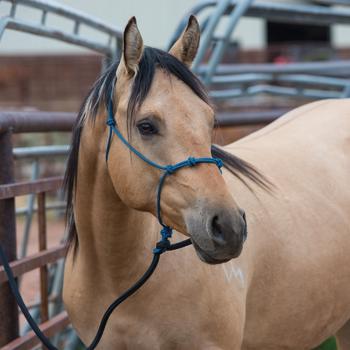 Silvertip Four Knot Rope Halter | Blue/Black | Average